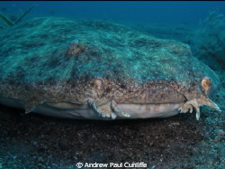 I have put it in the non-swimming because he just lay the... by Andrew Paul Cunliffe 